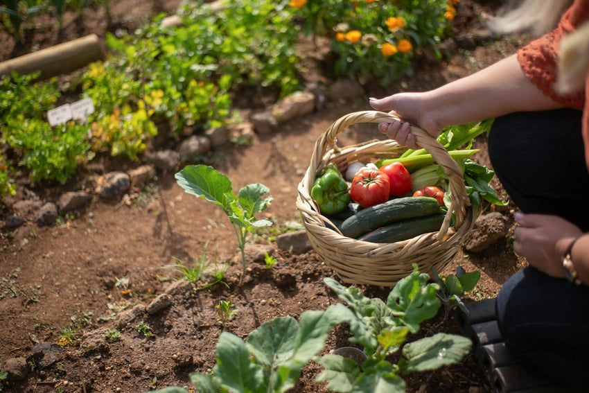 Het aanleggen van een moestuin 